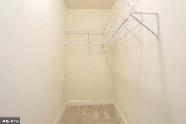 walk in closet featuring carpet floors