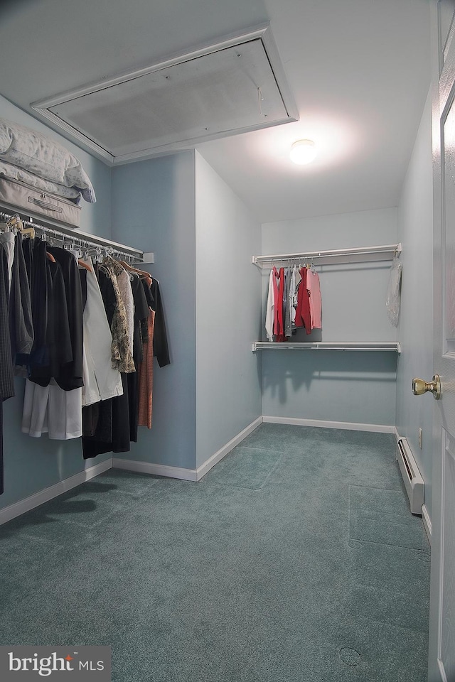 walk in closet with a baseboard heating unit, carpet floors, and attic access