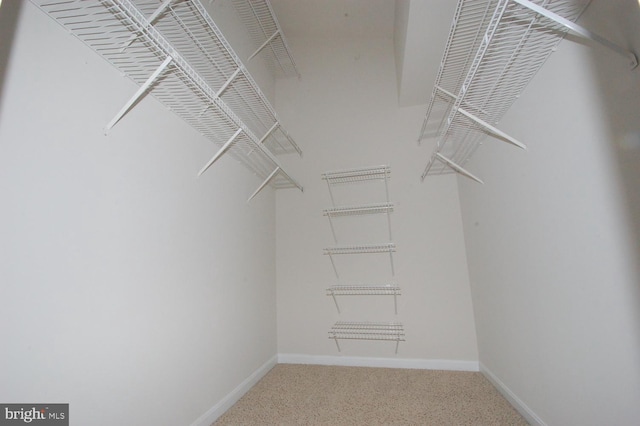 spacious closet featuring carpet