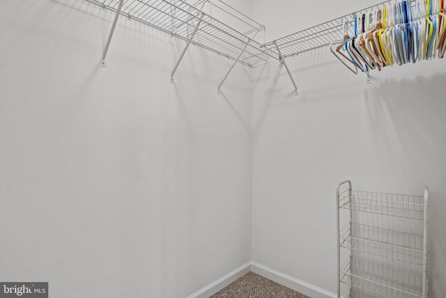 spacious closet featuring carpet floors