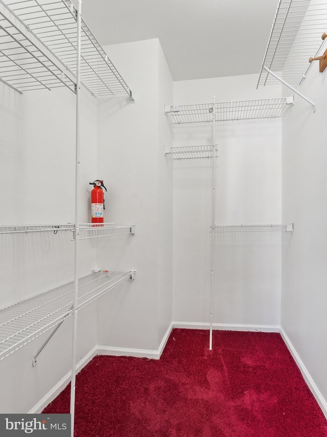 spacious closet with carpet