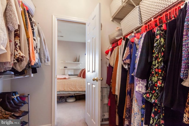 walk in closet with carpet floors