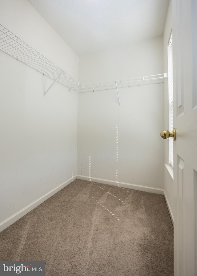 walk in closet with carpet floors