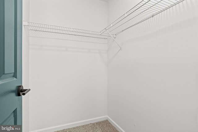 spacious closet with carpet