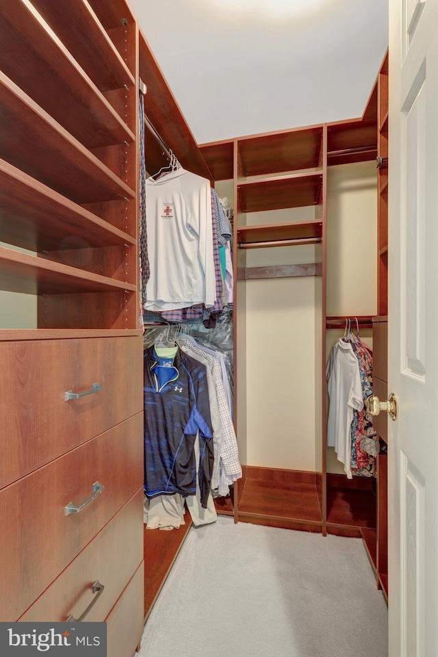 spacious closet featuring carpet floors