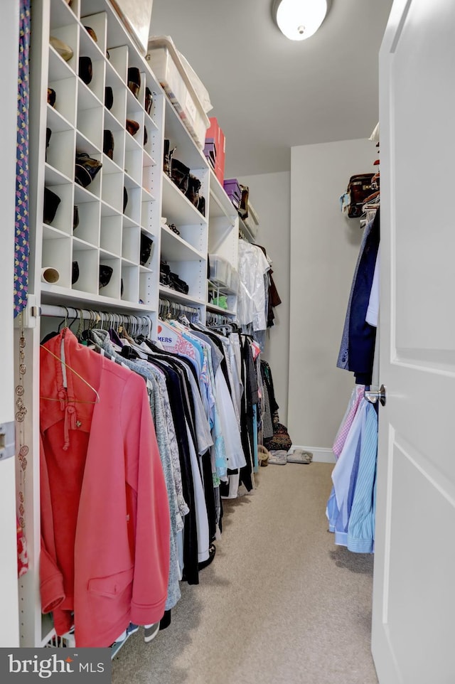 walk in closet with carpet floors