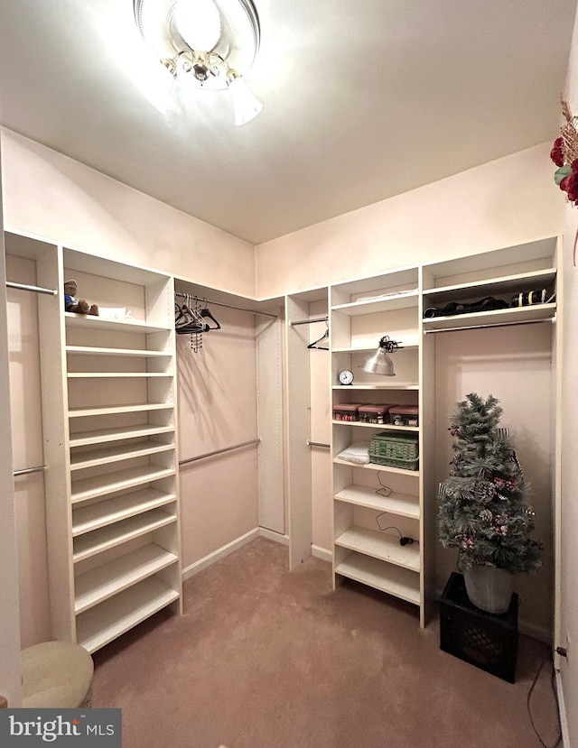 walk in closet with carpet