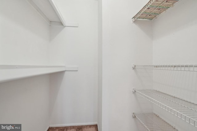 walk in closet with carpet floors