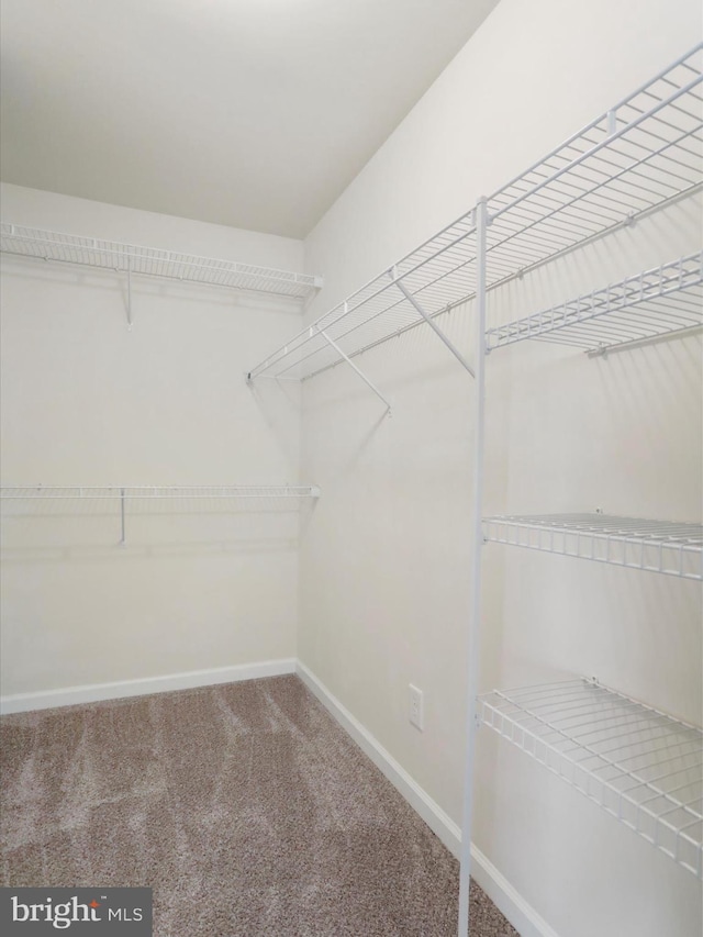 walk in closet with carpet flooring