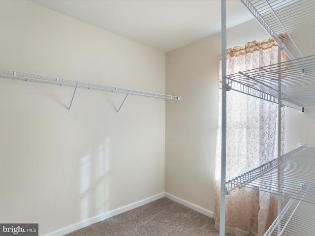 walk in closet featuring carpet floors