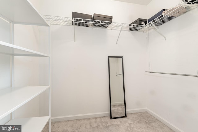 walk in closet with carpet flooring