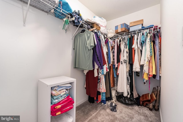 spacious closet featuring carpet