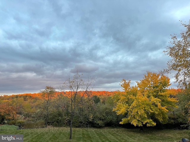view of yard featuring a wooded view