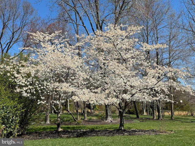 view of home's community featuring a yard