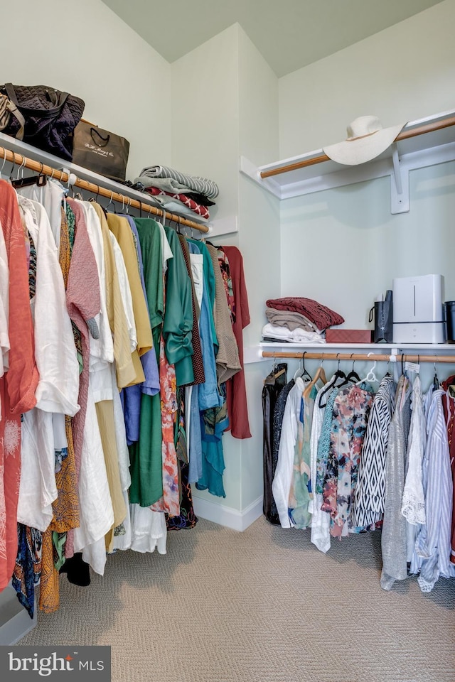 spacious closet featuring carpet