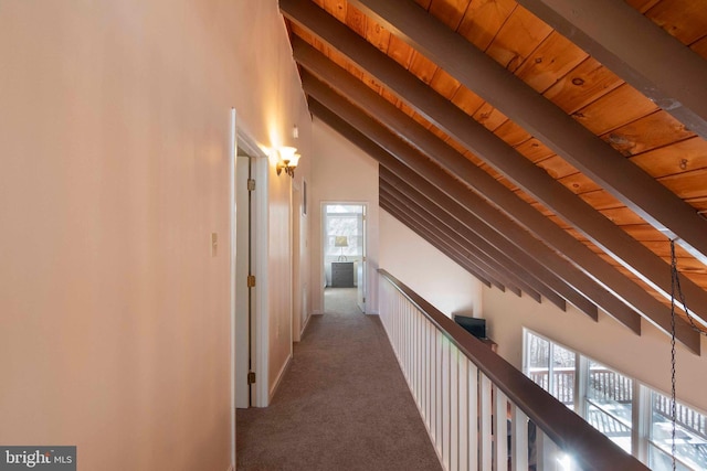 hallway with lofted ceiling with beams, wooden ceiling, carpet flooring, and a wealth of natural light