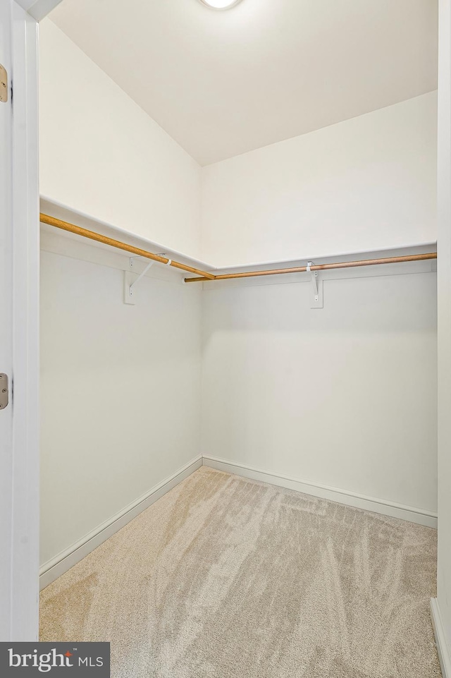 spacious closet featuring carpet