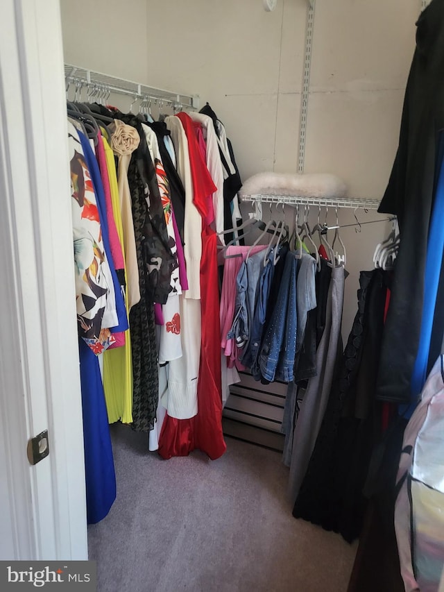 walk in closet featuring carpet flooring