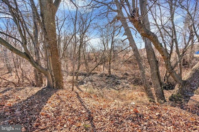 view of local wilderness