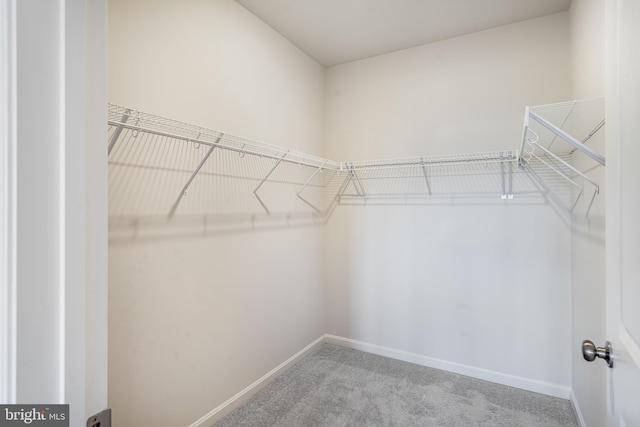 spacious closet with carpet floors