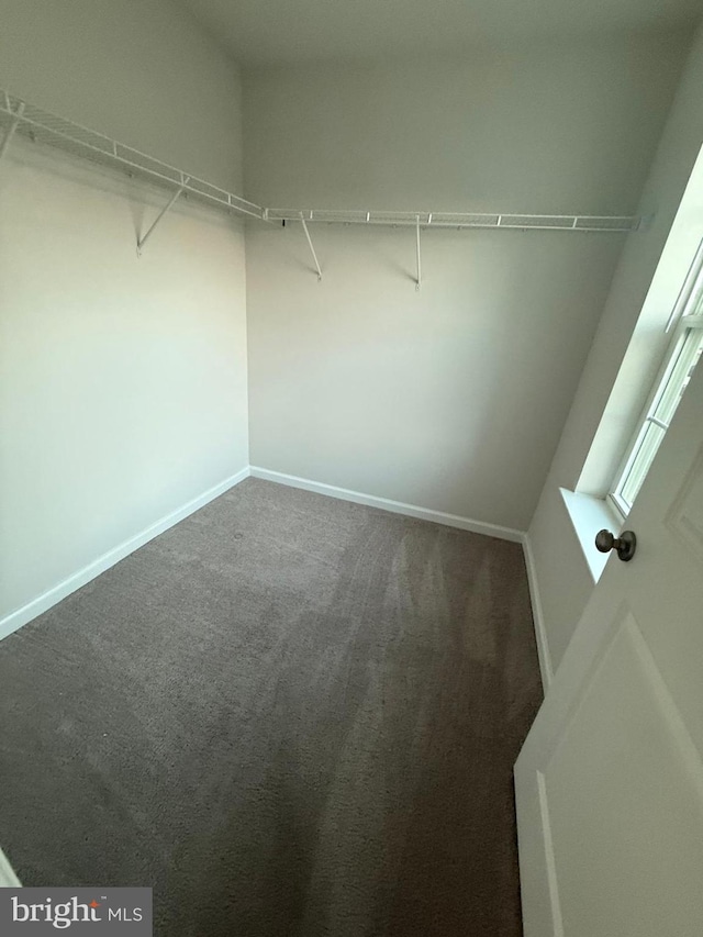 spacious closet with carpet floors