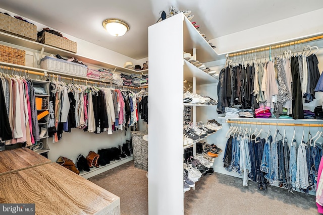 spacious closet featuring carpet floors