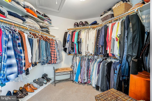 walk in closet with carpet flooring and attic access