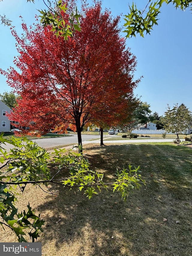 view of yard