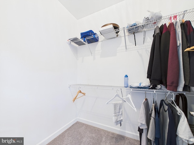 walk in closet featuring carpet flooring