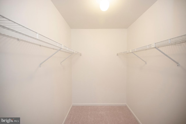 spacious closet with carpet