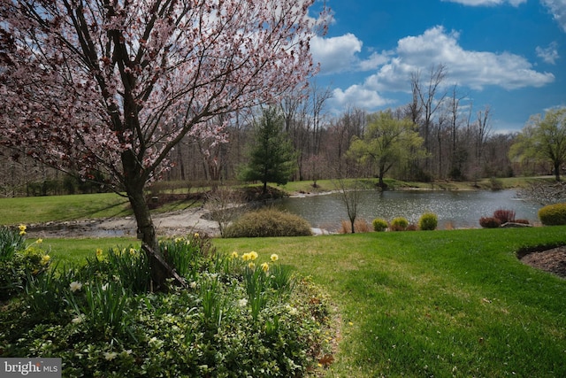 view of yard with a water view and a view of trees