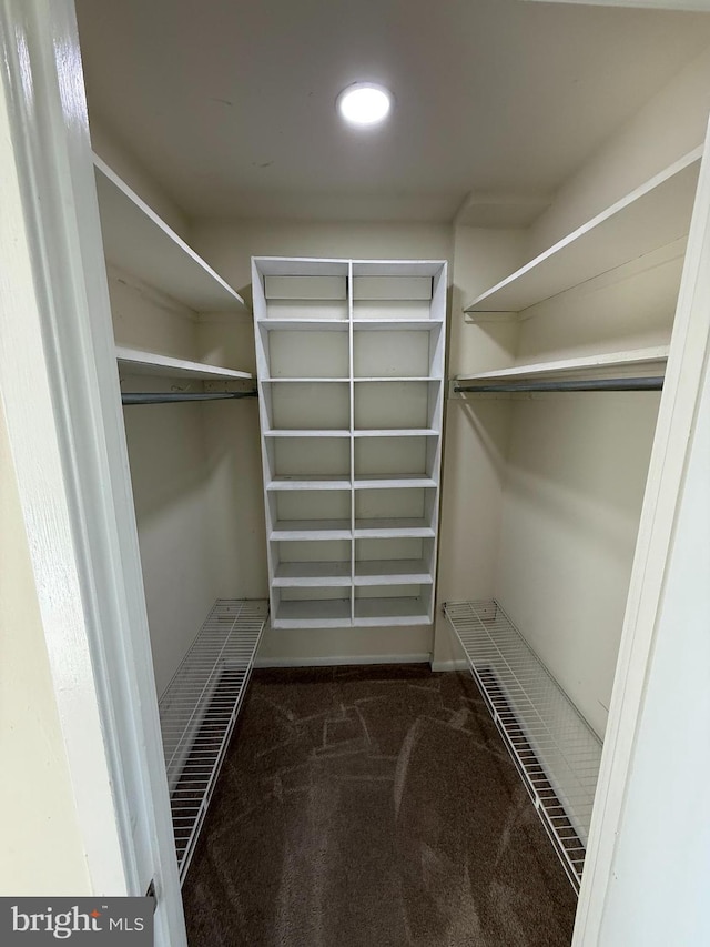 walk in closet with carpet floors