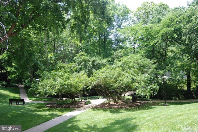 view of yard with a wooded view