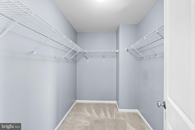 spacious closet featuring carpet flooring