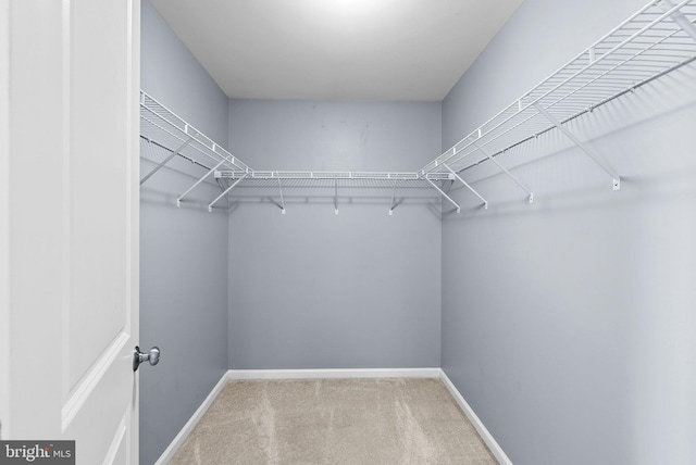 walk in closet with carpet floors