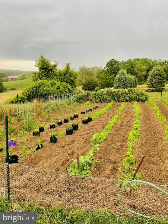 view of yard featuring a garden and a rural view