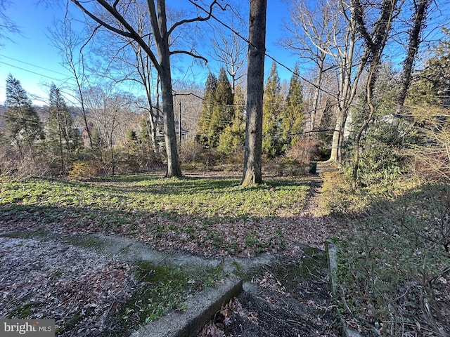 view of yard featuring a wooded view