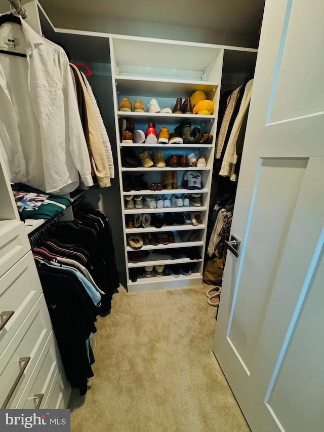 spacious closet featuring carpet