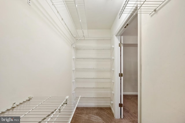 spacious closet featuring carpet