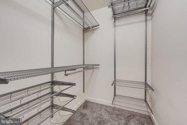 spacious closet featuring carpet floors