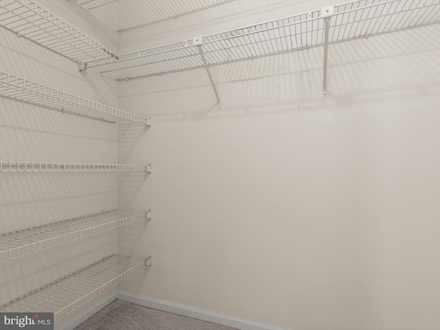 spacious closet with carpet