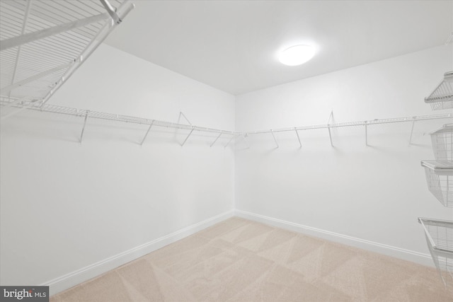 spacious closet with carpet flooring