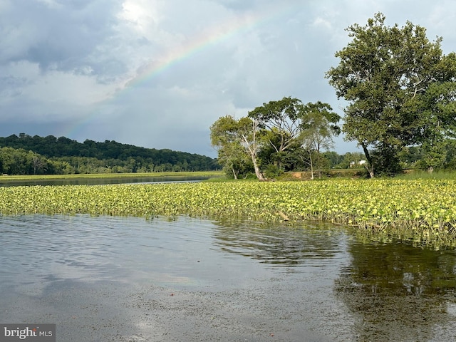 property view of water featuring a wooded view