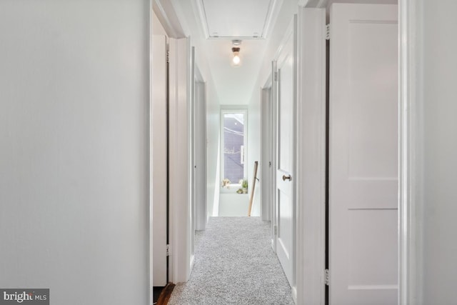 hallway featuring attic access and carpet flooring