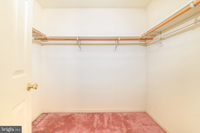 spacious closet featuring carpet floors