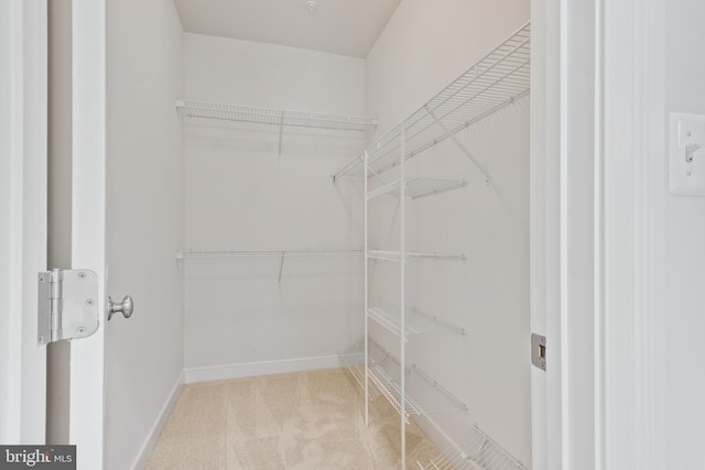 walk in closet with carpet flooring