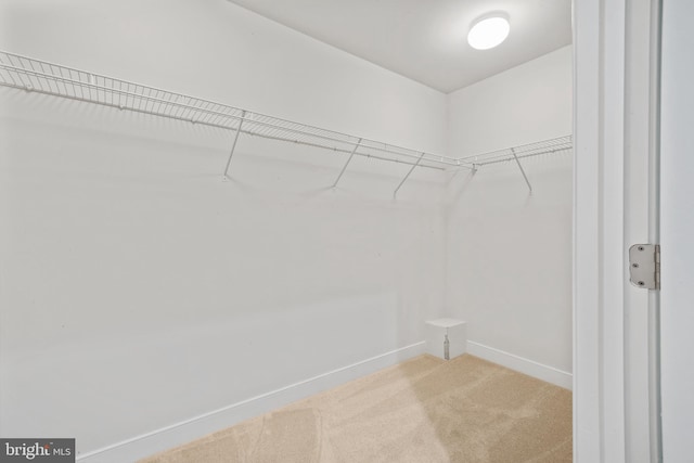 walk in closet featuring carpet