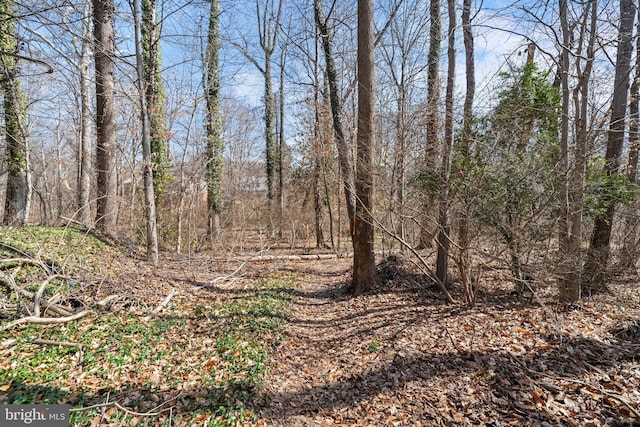 view of local wilderness featuring a wooded view