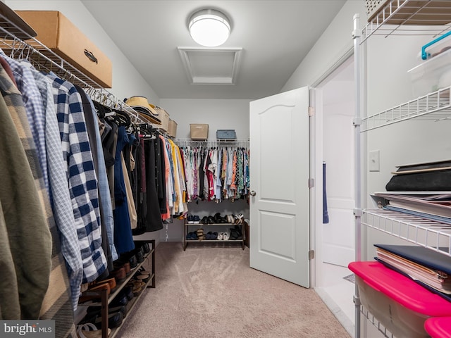 walk in closet featuring attic access and light carpet