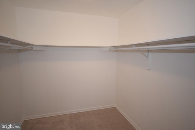 walk in closet featuring carpet floors